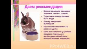 ЧЕМ КОРМИТЬ КРОЛИКА??? ЧТО МОЖНО И НУЖНО ДАВАТЬ КРОЛИКУ??? ДОМАШНИЕ ЖИВОТНЫЕ.