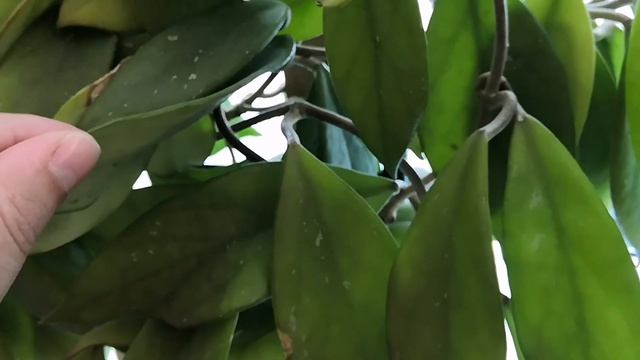 Три хойи на южном окне. Хойя Акута (Acuta) опять цветёт? смотреть онлайн