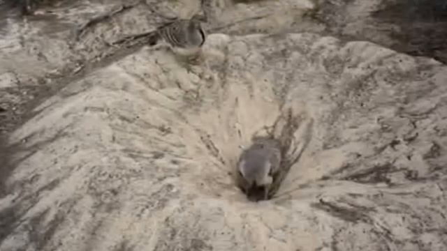 10 Самых Необычных Строителей Птичьих Гнёзд