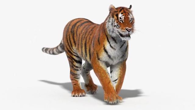Animated Tiger 3D Model for Download