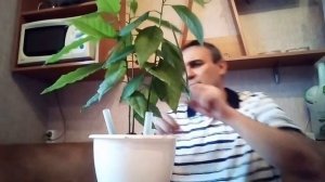 Авокадо закручиваем по спирали