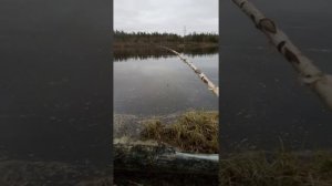 Рыбалка на чебака, д. Юильск