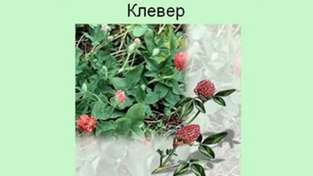 Внешнее строение листа 1.AVI