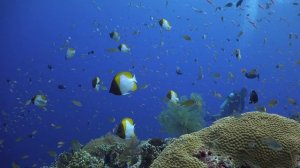 Tubbataha Reef with Infiniti Liveaboard ( Amos Rock) Underwater video