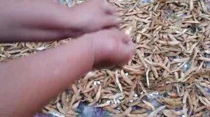 УБОРКА ФАСОЛИ на зерно.