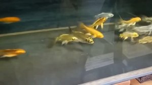 Вуалевые карпы кои