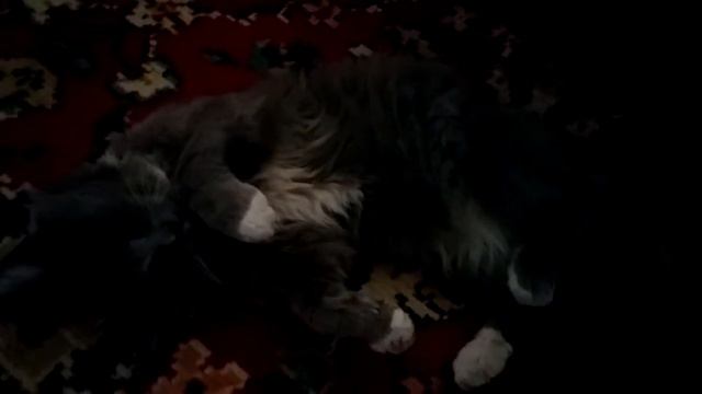 ???КОТ ИЗ ЛУКОМОРЬЯ???ЗНАЕТ ВСЕ???НО МОЛЧИТ КОТЯРА??? смотреть онлайн