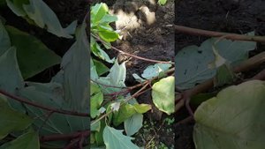 Дерен (размножение часть 1)