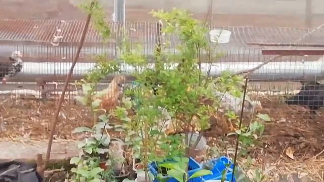 Абхазский лимон в домашних условиях смотреть онлайн