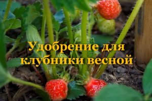 Удобрение для клубники весной