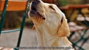 Как приучить щенка спать ночью на своем месте одному