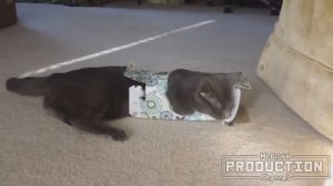 Cats love boxes – Funny cat compilation