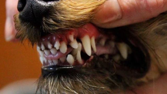 Рыжий кот-27.01.2021 смотреть онлайн