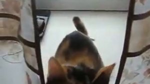 Как  учу кошку разговаривать