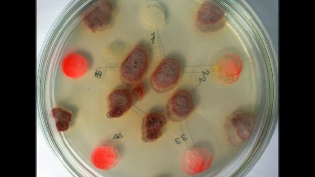 Microbiology experiment - Testing a fungicide with Fusarium oxysporum смотреть онлайн