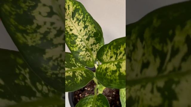 Красота Диффенбахии Компакткы? смотреть онлайн