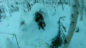 Проверка путика на куницу,попался заяц