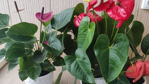 Антуриум, Пересадка во время Цветения