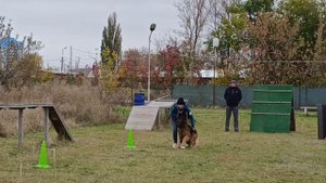 Монопородная выставка немецких овчарок, Ростов-на-дону, 22.10.23