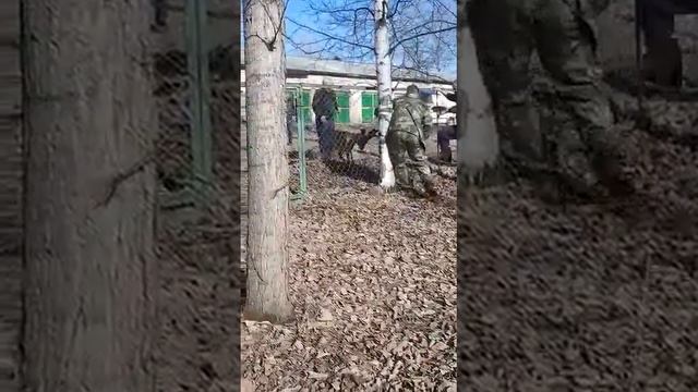 В Февральске косуля запуталась рогами в сетке-рабице смотреть онлайн