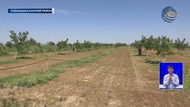 Предприимчивая женщина начала выращивать грецкие орехи
