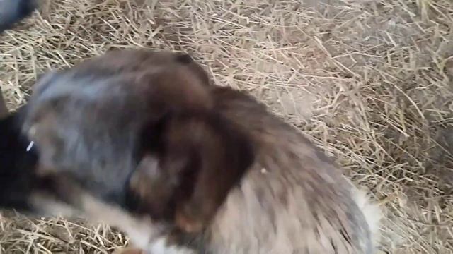 Будьте добрее и мир заиграет новыми красками / Приют для собак г Ефремов смотреть онлайн