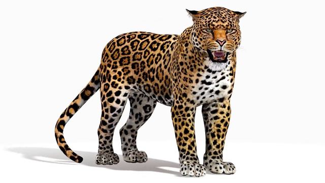 Rigged Jaguar Animal 3d Model for Download