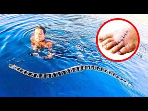 Смертельно Опасные Морские Создания, Которых Нельзя Трогать