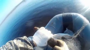 Рыбалка сетями, Осенняя Щука, с лодки ПВХ FLINC 360 LA.Fishing in Siberia