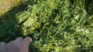 Сенокос  Заготовка люцерны на зиму  HD 720p