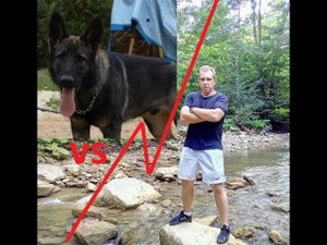 Тест №19. Немецкая овчарка рабочего разведения, проникновение без защитной амуниции. Hulk cenz.