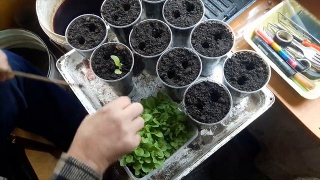 ТАБАЧНАЯ ВОРЮГА ПИКИРОВКА смотреть онлайн