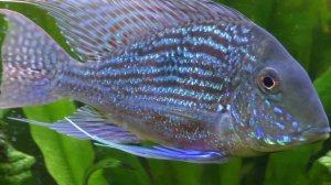 Geophagus Sveni- My Most Spectacular, Enjoyable, Healthy and Peaceful Cichlid