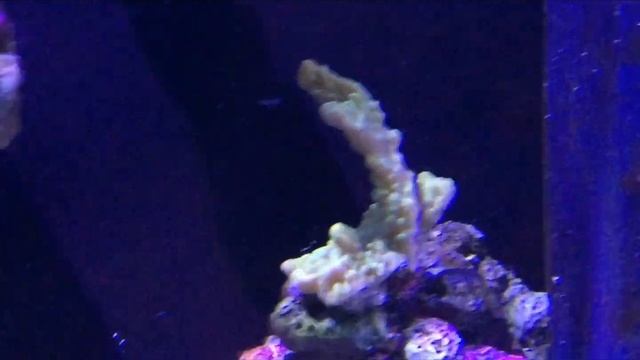 2️⃣ Нано-Риф (СПСник) | Морскойаквариум