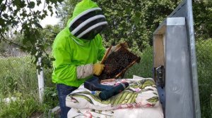 Сколько волка не корми... а злая карпатка опять туда же(в ройку) - 12.06.2020