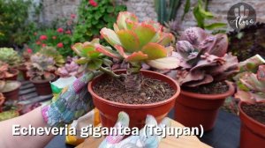 ECHEVERIAS RULOSAS: Mantenimiento, abonado y decapitación #ECHEVERIASGIGANTES