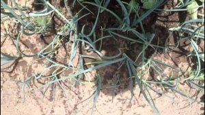 Сухой полив - рыхление почвы. Секреты и правила