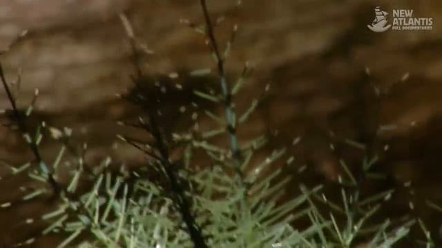 Amazon Planet (full documentary)