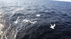 Чайки на Ладожском озере. Gulls on Lake Ladoga