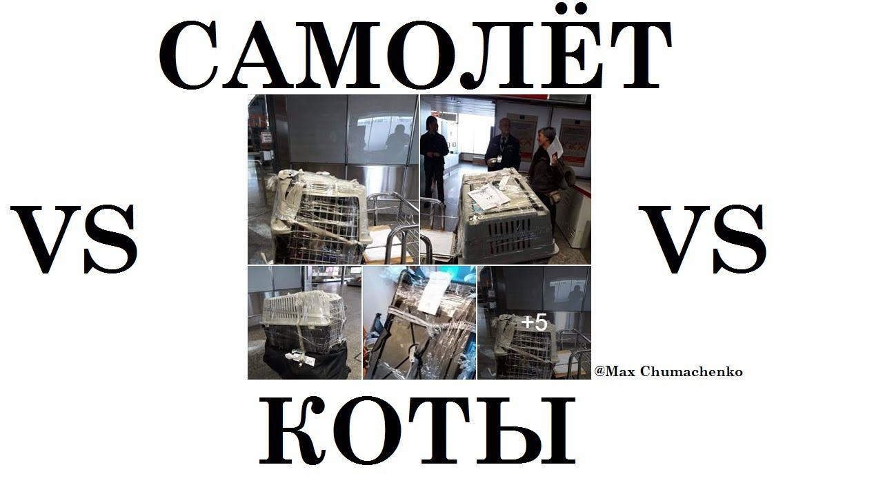 ПЕРЕВОЗКА ЖИВОТНЫХ САМОЛЕТАМИ