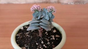 Цветёт Крассула Морган Бьюти. Суккуленты. Комнатные растения. Комнатные цветы.