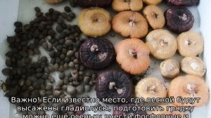 Гладиолусы: посадка и уход в открытом грунте