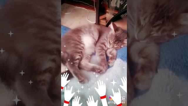 Котёнок по имени Джульетта