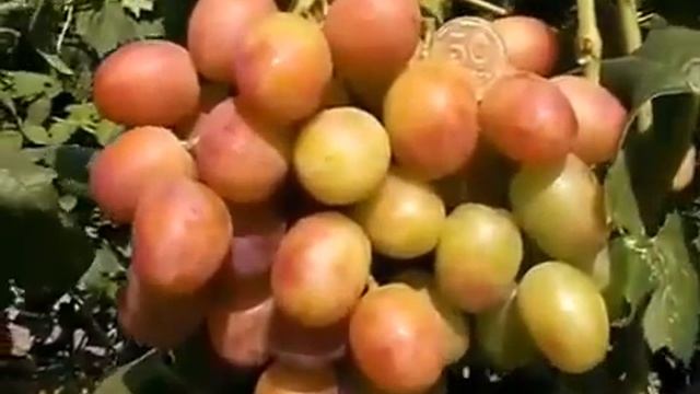 Виноград Заря Несветая смотреть онлайн