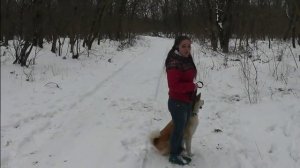 Команда "рядом", как научить собаку  ходить рядом