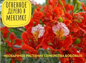 Одно из самых красивых деревьев в мире. Огненное дерево( фламбойя) в мексиканском городе Канкун