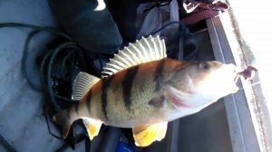 Окунь и тарань нас порадовали. Рыбалка с лодки.?