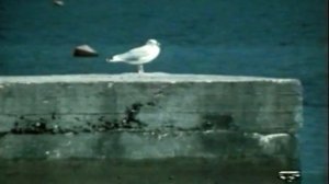 Артек 2015. Душа во тьме не исчезает....mp4