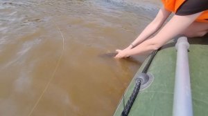 Наловили щук на реке Тавда возле села Нижняя Тавда. 1 июля 2023 года