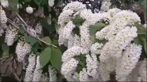 Сергей Славянский   Алёнушка